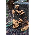 fu.... налог кото . блок большой гора гора .. дерево намеко 