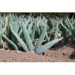 fu.... налог внизу . рисовое поле блок внизу . рисовое поле .. .. внизу . рисовое поле .(L размер 15шт.@)