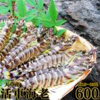 fu.... налог сверху небо . город предшествующий предварительный заказ! время ограничено![ сверху небо . бренд засвидетельствование товар ]. машина море .600g(15~25 хвост )[ Fuji oka]