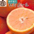 ふるさと納税 和歌山市 家庭用 セミノールオレンジ10kg+250g(傷み補償分)【春みかん】【訳あり】【光センサー選果】