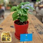 ふるさと納税 和泉市 【さとふる限定】観葉植物 コーヒーの木 植木鉢付き