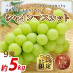 シャインマスカット 約5kg