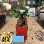観葉植物 ガジュマル 植木鉢 赤 付き