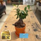 観葉植物 ベンジャミンバロック 植木鉢 オレンジ