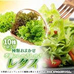 fu.... налог . юг город свежий ...... lettuce 