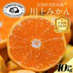 ふるさと納税 八幡浜市 【天皇杯受賞産地】川上みかん 10kg【小玉】【愛媛県八幡浜市】新口農園厳選【E70-127】