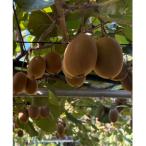 fu.... налог земля . блок { новый товар вид debut!}[ ограниченное количество!]... изумруд примерно 1kg