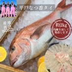 平戸なつ香タイ 1匹