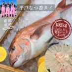 平戸なつ香タイ約2kg 三枚おろし 真空パック