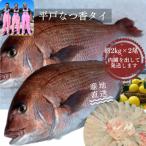 平戸なつ香タイ 1匹