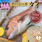 のし付き 平戸なつ香タイ 1匹