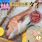 のし付き 平戸なつ香タイ 約2kg