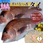 のし付き 平戸なつ香タイ 約2kg×2尾
