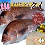 のし付き 平戸なつ香タイ 約2kg×2尾