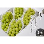 ふるさと納税 南アルプス市 <先行予約2026年>南アルプス市産 シャインマスカット 4~5房入(約2.2kg)