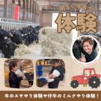 明るい牛舎で牛のエサやり体験や仔牛のミルクやり体験