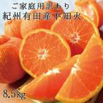 紀州有田産 不知火 しらぬひ 約8.5kg