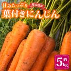 fu.... налог гора олень город лист имеется морковь примерно 5kg небо день соль &amp; departure . почва . сделал предубеждение. морковь [ акционерное общество сон UGG li]