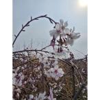 一重のかわいいしだれ桜 富士しだれ桜の苗