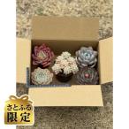 多肉植物おまかせ5苗セット