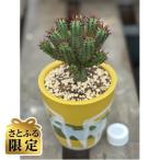 陶器鉢植え多肉植物ユーフォルビア紅彩閣