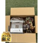 多肉植物寄植え作りセット A