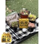 多肉植物寄せ植え作りセット B