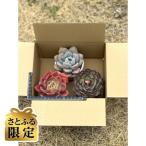 少し大きめな多肉植物2.5号~3号ポット計3個