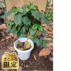 アラビカコーヒーの樹 1株