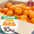 温州みかん約10キロ