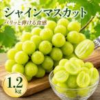 シャインマスカット 1.2kg