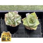 アガベ2鉢セット