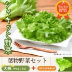 fu.... налог маленький . город камелия beji Move. овощи комплект оборка lettuce 500g+ наслаждение овощи примерно 300g
