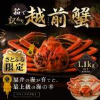 越前がに 茹で 1.1kg以上