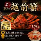 越前がに 茹で 1.3kg以上
