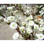 春を彩る純白の八重花 シジミ花