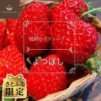 完熟いちご グランベリー 品種:よつぼし 2パック
