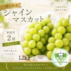 シャインマスカット2房 計1.2kg