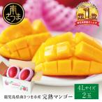 ショッピングふるさと納税 マンゴー ふるさと納税 南さつま市 【先行受付】 鹿児島県産 完熟マンゴー  4L 2玉 <2026年6月〜順次発送>