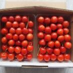 上山市 ふるさと納税 さくらんぼ(佐藤錦)1kg ご家庭用 0056-2009