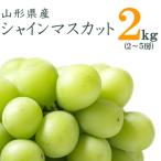 ふるさと納税 長井市 【R7年9月〜10月発送分先行受付】山形のぶどう(シャインマスカット)約2kg(2〜5房)_H063