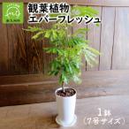 ふるさと納税 南九州市 観葉植物 エ