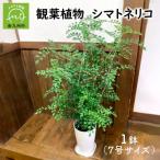 ふるさと納税 南九州市 観葉植物 シマトネリコ1鉢