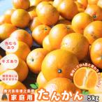ショッピングふるさと納税 先行予約 ふるさと納税 徳之島町 ≪先行予約≫【家庭用】見た目は△!でも味は◎!徳之島産“もぎたて”たんかん(5kg)