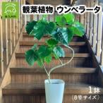 ふるさと納税 南九州市 観葉植物 ウンベラータ8号サイズ1鉢