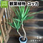 ふるさと納税 南九州市 観葉植物 ユッカ 1鉢