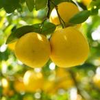 ふるさと納税 愛南町 �