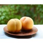 ふるさと納税 福島市 もも 黄金桃 約3kg 【2025年発送】No.1705