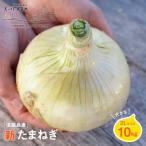 ふるさと納税 淡路市 【新たまねぎ】淡路島たまねぎ大きな2Lサイズ10kg【発送時期3月中旬〜6月上旬頃】　ak04807