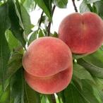 ふるさと納税 福島市 もも　7月収穫の桃　品種お任せ　約2kg【2024年発送】No.1757